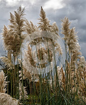 Pampas Grass in full bloom