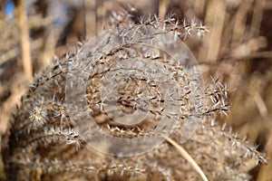 Pampas Grass in full bloom in winter