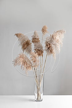 Pampas grass in a glass vase near grey wall. Modern dry flower decor.