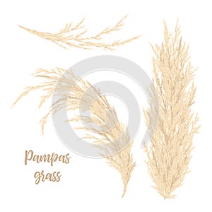 Pampas grass golden. Vector illustration. panicle Cortaderia selloana South America photo