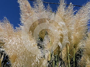 Pampas grass in Isla Cristina Huelva park, Andalucia, Spain. photo