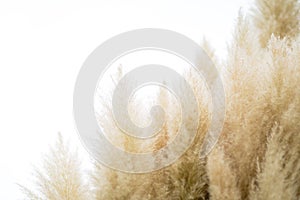 Pampas grass on isolated background