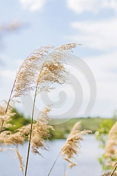 Pampas grass on the lake, reeds, cane seeds. The reeds on the lake sway in the wind against the blue sky and water. Abstract