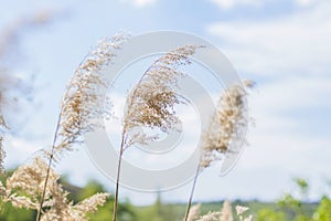 Pampas grass on the lake, reeds, cane seeds. The reeds on the lake sway in the wind against the blue sky and water. Abstract