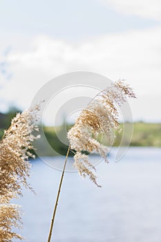 Pampas grass on the lake, reeds, cane seeds. The reeds on the lake sway in the wind against the blue sky and water. Abstract