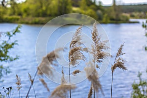 Pampas grass on the lake, reeds, cane seeds. The reeds on the lake sway in the wind against the blue sky and water. Abstract