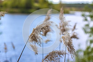 Pampas grass on the lake, reeds, cane seeds. The reeds on the lake sway in the wind against the blue sky and water. Abstract