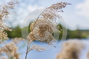 Pampas grass on the lake, reeds, cane seeds. The reeds on the lake sway in the wind against the blue sky and water. Abstract