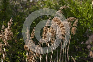 Pampas grass on the lake, reeds, cane seeds. The reeds on the lake sway in the wind against the blue sky and water. Abstract