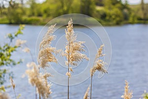 Pampas grass on the lake, reeds, cane seeds. The reeds on the lake sway in the wind against the blue sky and water. Abstract