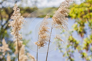 Pampas grass on the lake, reeds, cane seeds. The reeds on the lake sway in the wind against the blue sky and water. Abstract