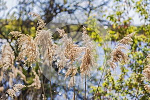 Pampas grass on the lake, reeds, cane seeds. The reeds on the lake sway in the wind against the blue sky and water. Abstract