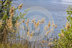 Pampas grass on the lake, reeds, cane seeds. The reeds on the lake sway in the wind against the blue sky and water. Abstract