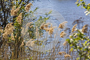 Pampas grass on the lake, reeds, cane seeds. The reeds on the lake sway in the wind against the blue sky and water. Abstract