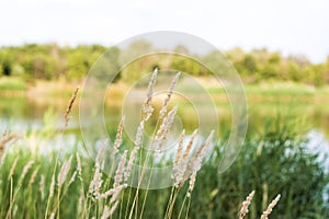 Pampas grass on the lake, reeds, cane seeds. The reeds on the lake are swaying in the wind against the background of the blue sky