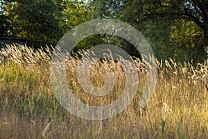 Pampas grass on the lake, reeds, cane seeds. The reeds on the lake are swaying in the wind against the background of the blue sky