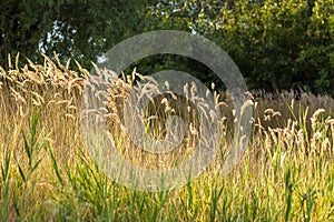 Pampas grass on the lake, reeds, cane seeds. The reeds on the lake are swaying in the wind against the background of the blue sky