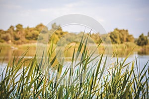 Pampas grass on the lake, reeds, cane seeds. The reeds on the lake are swaying in the wind against the background of the blue sky