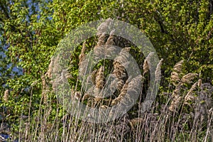 Pampas grass on the lake, reeds, cane seeds. The reeds on the lake sway in the wind against the blue sky and water. Abstract