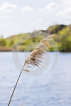 Pampas grass on the lake, reeds, cane seeds. The reeds on the lake sway in the wind against the blue sky and water. Abstract