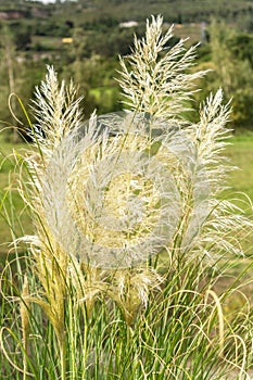 Pampas grass on the lawn