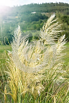 Pampas grass on a lawn in front of a mountain with a forest