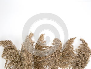 Pampas grass in natural colors isolated on white background with copy space, Flat lay Set of dry flowers retro modern design