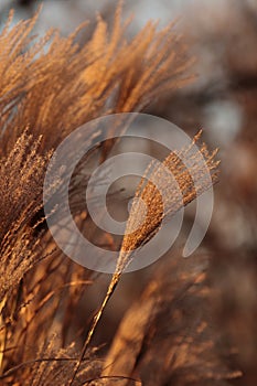 Pampas grass. Nature beige reed, cortaderia plant