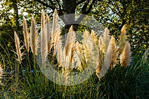 Pampas grass outdoor in light pastel colors, reed layer, reed seeds