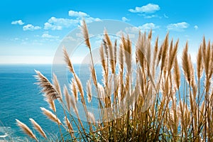 Pampas grass at the Pacific Coast Highway, California photo