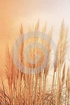 Pampas grass with pink and peach tint