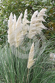 Pampas grass plant on the windy day