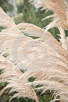 Pampas Grass plants growing in a garden. Wispy and feathery dried botanical grasses