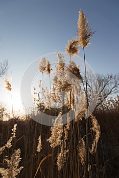 Pampas grass plants at sunset with beautiful, warm colors
