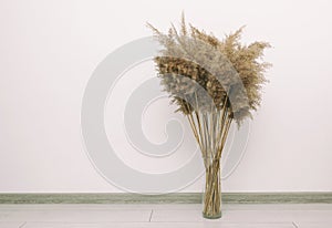 pampas grass in pot on parquet floor in the room