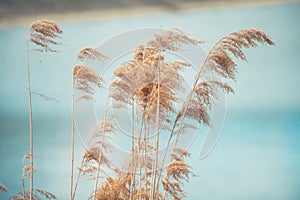 Pampas grass by the river