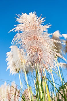 Pampas grass seed head. against blue sky