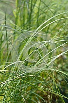 Pampas grass Silver Mini