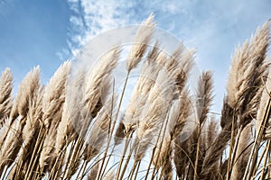 Pampas grass in the sky, Abstract natural background of soft plants Cortaderia selloana moving in the wind. Bright and clear scene