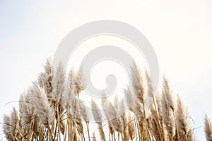 Pampas grass in the sky, Abstract natural background of soft plants Cortaderia selloana moving in the wind. Bright and clear scene