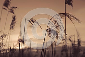 Pampas grass in the sky background. Abstract natural background of soft plants Cortaderia selloana.