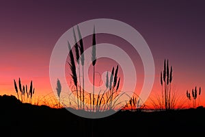 Pampas grass at sunset