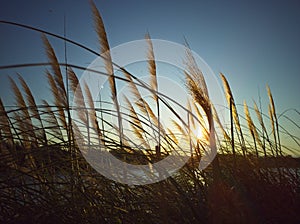 pampas grass sunset