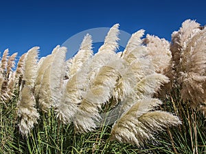 Pampas Grass Tussocks Blowing in Breeze