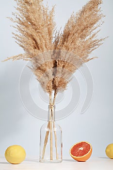 Pampas grass in vase with lemon and orange on blue and white background. natural background