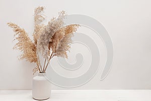 Pampas grass in a vase near white wall.