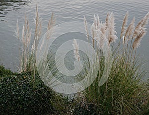 Pampas grass at the water's edge