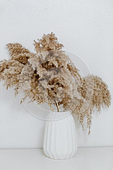 Pampas grass in white ceramic vase against wall