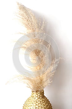 Pampas grass in a wicker vase on beige background. Cortaderia selloana. Front view.