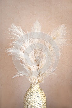 Pampas grass in a wicker vase on beige background. Cortaderia selloana. Front view.